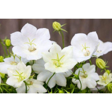 Дзвоники карпатські Уайт Кліпс / Вайсс Кліпс | Campanula carpatica White Clips / Weisse Clips | Колокольчики карпатские Уайт Клипс / Вайсс Клипс
