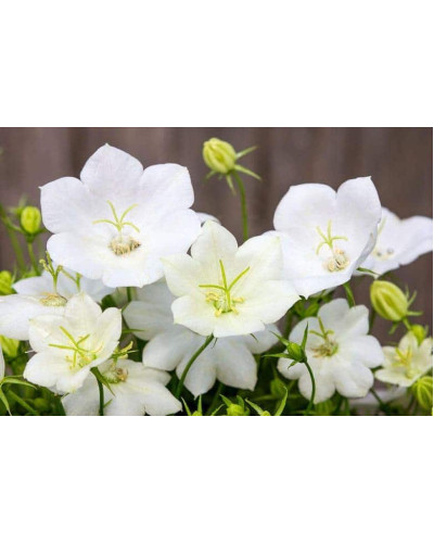 Дзвоники карпатські Уайт Кліпс / Вайсс Кліпс | Campanula carpatica White Clips / Weisse Clips | Колокольчики карпатские Уайт Клипс / Вайсс Клипс