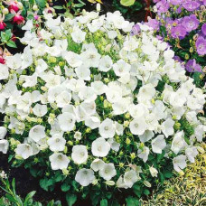 Дзвоники карпатські Уайт Кліпс / Вайсс Кліпс | Campanula carpatica White Clips / Weisse Clips | Колокольчики карпатские Уайт Клипс / Вайсс Клипс