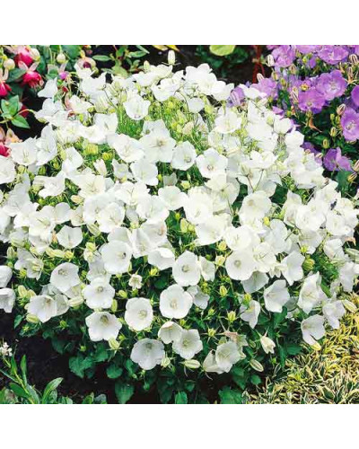 Дзвоники карпатські Уайт Кліпс / Вайсс Кліпс | Campanula carpatica White Clips / Weisse Clips | Колокольчики карпатские Уайт Клипс / Вайсс Клипс