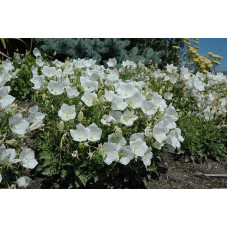 Дзвоники карпатські Уайт Кліпс / Вайсс Кліпс | Campanula carpatica White Clips / Weisse Clips | Колокольчики карпатские Уайт Клипс / Вайсс Клипс