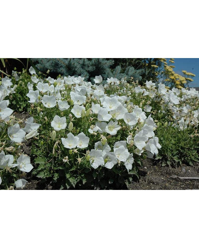 Дзвоники карпатські Уайт Кліпс / Вайсс Кліпс | Campanula carpatica White Clips / Weisse Clips | Колокольчики карпатские Уайт Клипс / Вайсс Клипс