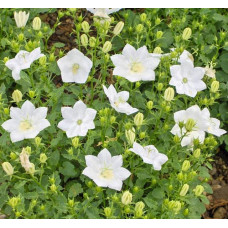 Дзвоники карпатські Уайт Кліпс / Вайсс Кліпс | Campanula carpatica White Clips / Weisse Clips | Колокольчики карпатские Уайт Клипс / Вайсс Клипс