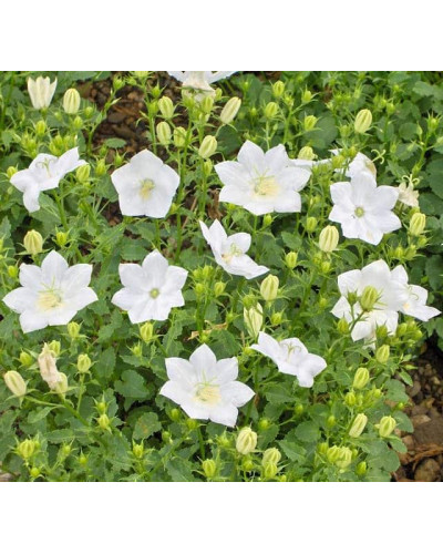 Дзвоники карпатські Уайт Кліпс / Вайсс Кліпс | Campanula carpatica White Clips / Weisse Clips | Колокольчики карпатские Уайт Клипс / Вайсс Клипс