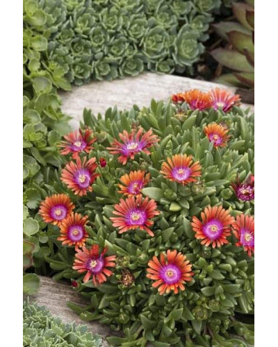 Делосперма Фаєр Спіннер | Delosperma Fire Spinner | Делосперма Фаер Спиннер