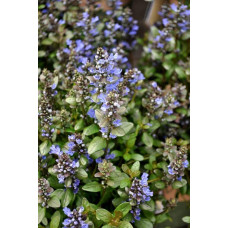 Горлянка повзуча Чоколат Чіп | Ajuga reptans Chocolate Chip | Живучка ползучая Чоколат Чип