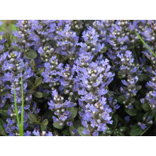 Горлянка повзуча Чоколат Чіп | Ajuga reptans Chocolate Chip | Живучка ползучая Чоколат Чип