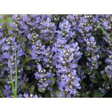 Горлянка повзуча Чоколат Чіп | Ajuga reptans Chocolate Chip | Живучка ползучая Чоколат Чип