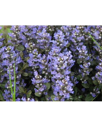Горлянка повзуча Чоколат Чіп | Ajuga reptans Chocolate Chip | Живучка ползучая Чоколат Чип