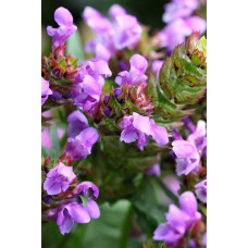 Горлянка повзуча Розеа | Ajuga reptans Rosea | Живучка ползучая Розеа
