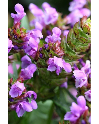 Горлянка повзуча Розеа | Ajuga reptans Rosea | Живучка ползучая Розеа