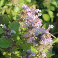 Горлянка повзуча Розеа | Ajuga reptans Rosea | Живучка ползучая Розеа