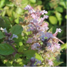 Горлянка повзуча Розеа | Ajuga reptans Rosea | Живучка ползучая Розеа