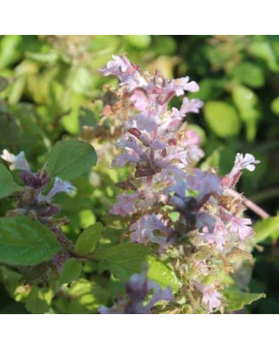 Горлянка повзуча Розеа | Ajuga reptans Rosea | Живучка ползучая Розеа