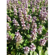 Горлянка повзуча Розеа | Ajuga reptans Rosea | Живучка ползучая Розеа