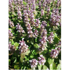 Горлянка повзуча Розеа | Ajuga reptans Rosea | Живучка ползучая Розеа