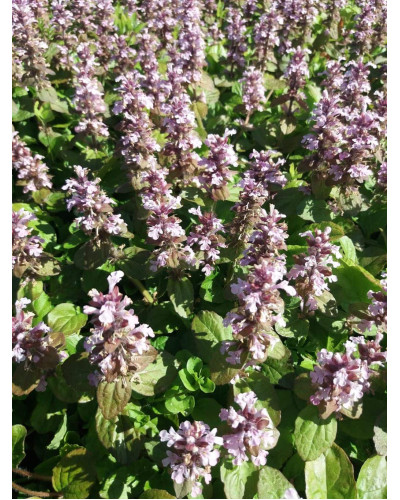 Горлянка повзуча Розеа | Ajuga reptans Rosea | Живучка ползучая Розеа