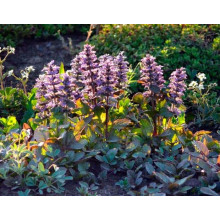 Горлянка повзуча Розеа | Ajuga reptans Rosea | Живучка ползучая Розеа