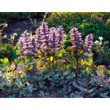 Горлянка повзуча Розеа | Ajuga reptans Rosea | Живучка ползучая Розеа