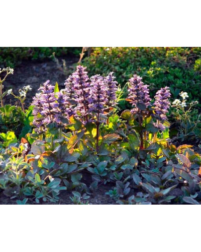 Горлянка повзуча Розеа | Ajuga reptans Rosea | Живучка ползучая Розеа