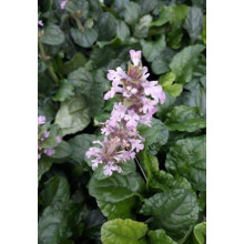 Горлянка повзуча Розеа | Ajuga reptans Rosea | Живучка ползучая Розеа