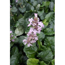 Горлянка повзуча Розеа | Ajuga reptans Rosea | Живучка ползучая Розеа