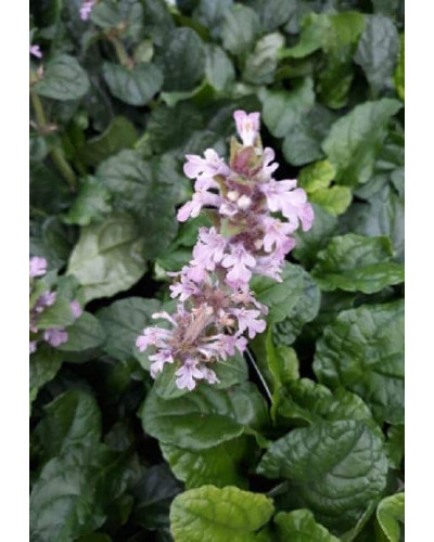 Горлянка повзуча Розеа | Ajuga reptans Rosea | Живучка ползучая Розеа