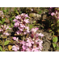 Горлянка повзуча Розеа | Ajuga reptans Rosea | Живучка ползучая Розеа