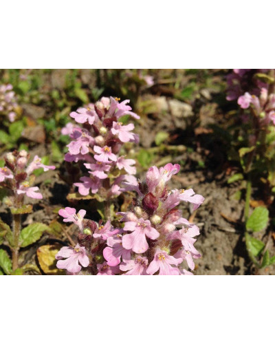 Горлянка повзуча Розеа | Ajuga reptans Rosea | Живучка ползучая Розеа