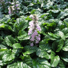 Горлянка повзуча Розеа | Ajuga reptans Rosea | Живучка ползучая Розеа