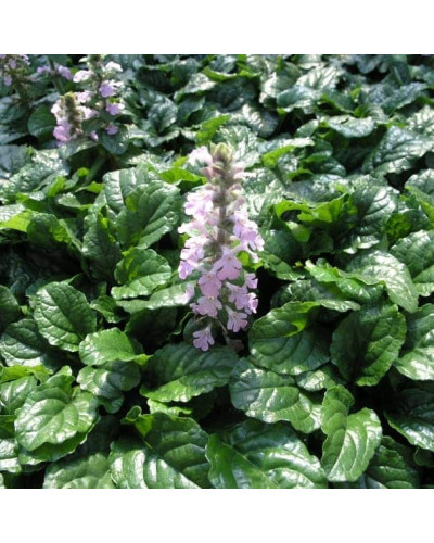 Горлянка повзуча Розеа | Ajuga reptans Rosea | Живучка ползучая Розеа