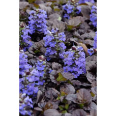 Горлянка повзуча Атропурпуреа | Ajuga reptans Atropurpurea | Живучка ползучая Атропурпуреа