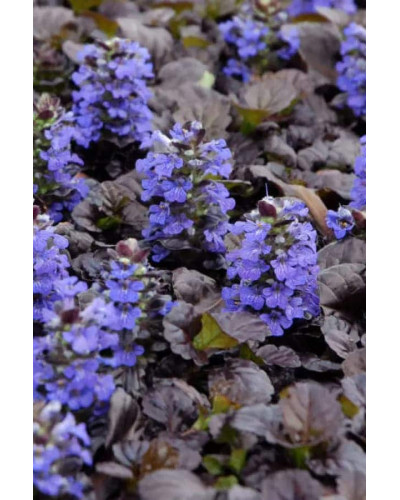 Горлянка повзуча Атропурпуреа | Ajuga reptans Atropurpurea | Живучка ползучая Атропурпуреа