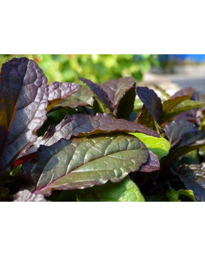 Горлянка повзуча Атропурпуреа | Ajuga reptans Atropurpurea | Живучка ползучая Атропурпуреа