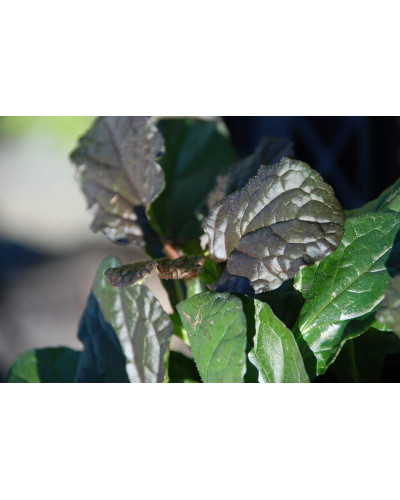 Горлянка повзуча Атропурпуреа | Ajuga reptans Atropurpurea | Живучка ползучая Атропурпуреа