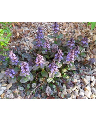 Горлянка повзуча Атропурпуреа | Ajuga reptans Atropurpurea | Живучка ползучая Атропурпуреа