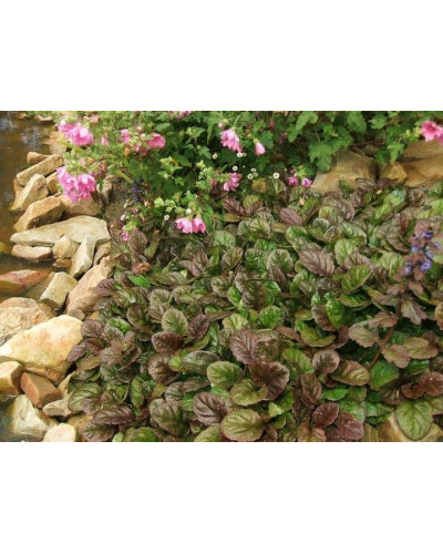 Горлянка повзуча Атропурпуреа | Ajuga reptans Atropurpurea | Живучка ползучая Атропурпуреа