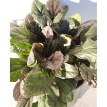 Горлянка повзуча Атропурпуреа | Ajuga reptans Atropurpurea | Живучка ползучая Атропурпуреа