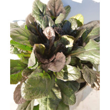 Горлянка повзуча Атропурпуреа | Ajuga reptans Atropurpurea | Живучка ползучая Атропурпуреа