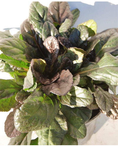 Горлянка повзуча Атропурпуреа | Ajuga reptans Atropurpurea | Живучка ползучая Атропурпуреа