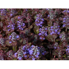 Горлянка повзуча Атропурпуреа | Ajuga reptans Atropurpurea | Живучка ползучая Атропурпуреа