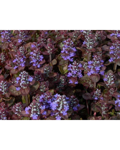 Горлянка повзуча Атропурпуреа | Ajuga reptans Atropurpurea | Живучка ползучая Атропурпуреа