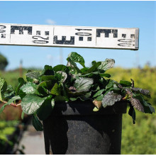 Горлянка повзуча Атропурпуреа | Ajuga reptans Atropurpurea | Живучка ползучая Атропурпуреа