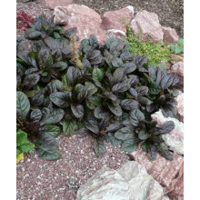 Горлянка повзуча Атропурпуреа | Ajuga reptans Atropurpurea | Живучка ползучая Атропурпуреа