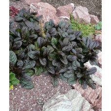 Горлянка повзуча Атропурпуреа | Ajuga reptans Atropurpurea | Живучка ползучая Атропурпуреа
