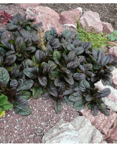 Горлянка повзуча Атропурпуреа | Ajuga reptans Atropurpurea | Живучка ползучая Атропурпуреа