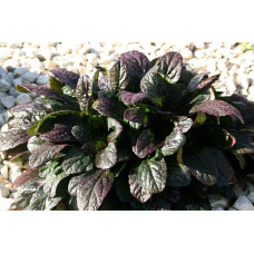 Горлянка повзуча Атропурпуреа | Ajuga reptans Atropurpurea | Живучка ползучая Атропурпуреа