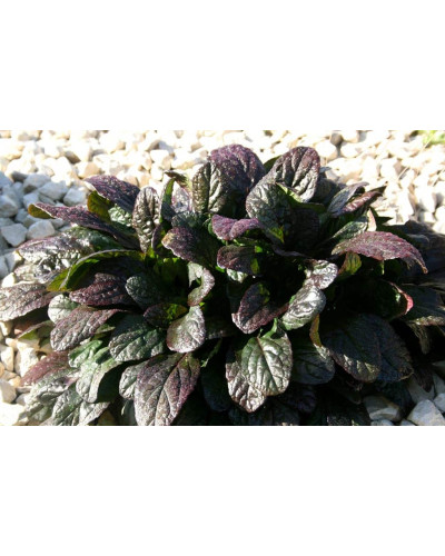 Горлянка повзуча Атропурпуреа | Ajuga reptans Atropurpurea | Живучка ползучая Атропурпуреа