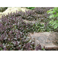 Горлянка повзуча Атропурпуреа | Ajuga reptans Atropurpurea | Живучка ползучая Атропурпуреа