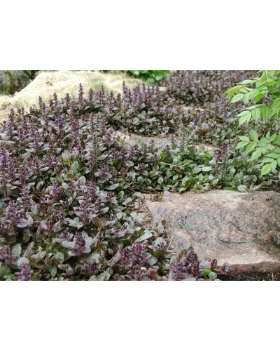 Горлянка повзуча Атропурпуреа | Ajuga reptans Atropurpurea | Живучка ползучая Атропурпуреа